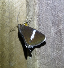 Argyrolepidia aequalis