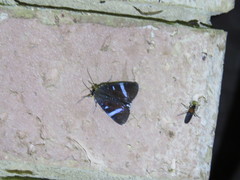 Argyrolepidia aequalis