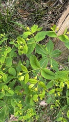 Euphorbia carniolica, photograph (c) Paolo Zucca, some rights reserved (CC BY)