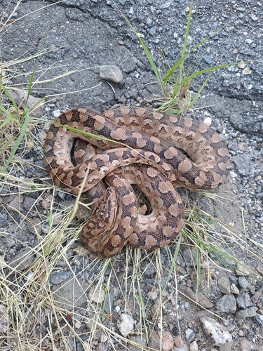 Argentinian Rainbow Boa