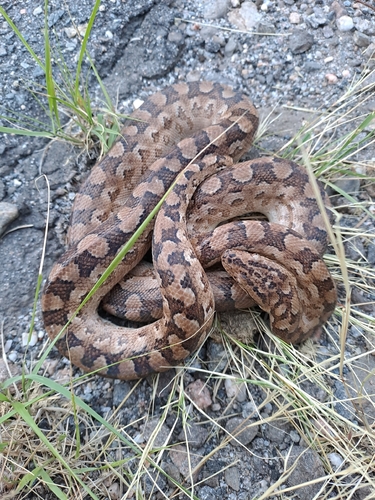 Argentinian Rainbow Boa
