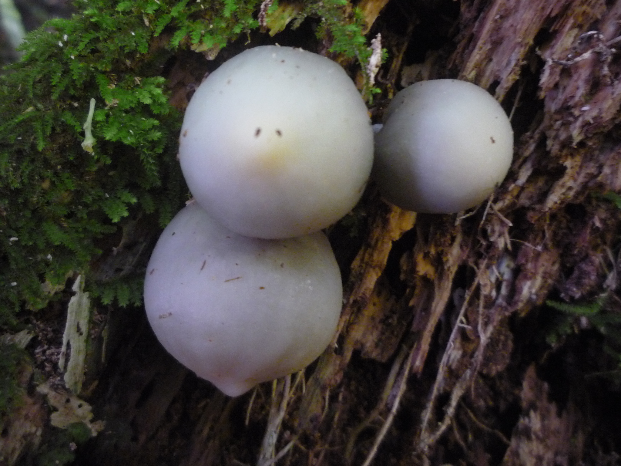 Psilocybe weraroa image