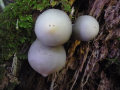 Psilocybe weraroa