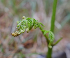 Pteridium revolutum