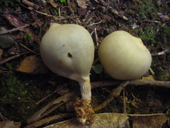 Psilocybe weraroa