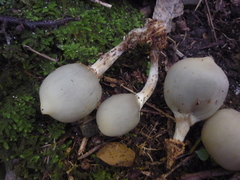 Psilocybe weraroa