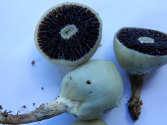 Psilocybe weraroa