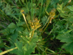 Trollius riederianus