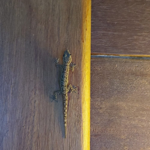 Asian House Gecko — seen at this dive site