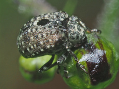 Cionus hortulanus