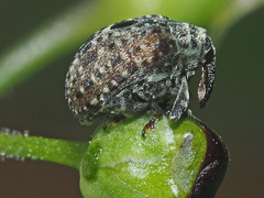 Cionus hortulanus