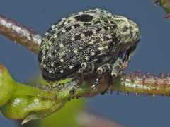 Cionus hortulanus