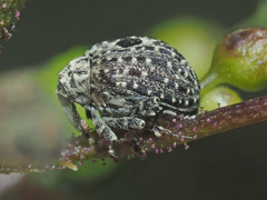 Cionus hortulanus