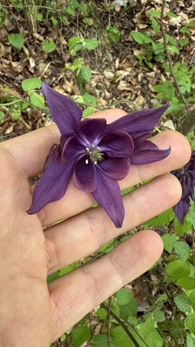 Dark columbine