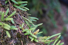 Pyrrosia linearifolia