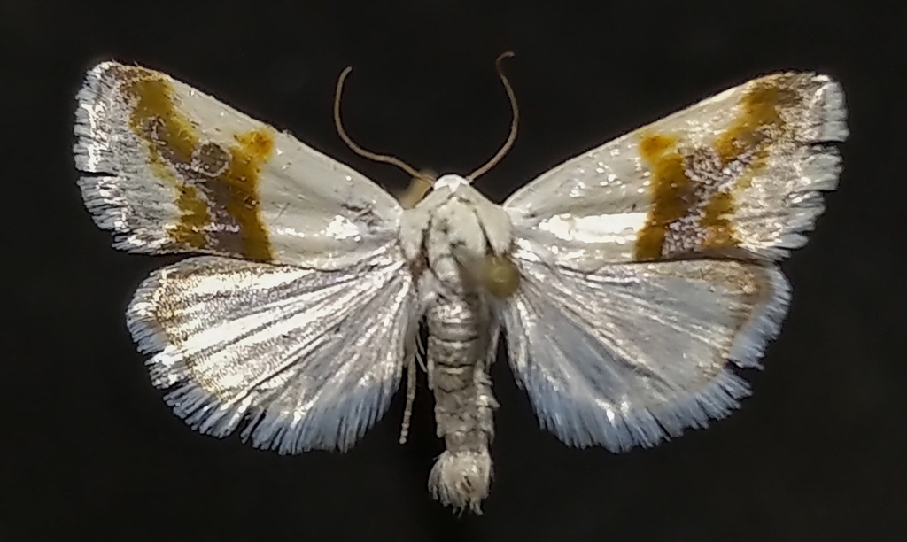 Ponometia binocula