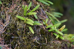 Pyrrosia linearifolia
