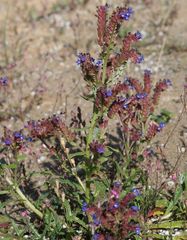Anchusa calcarea
