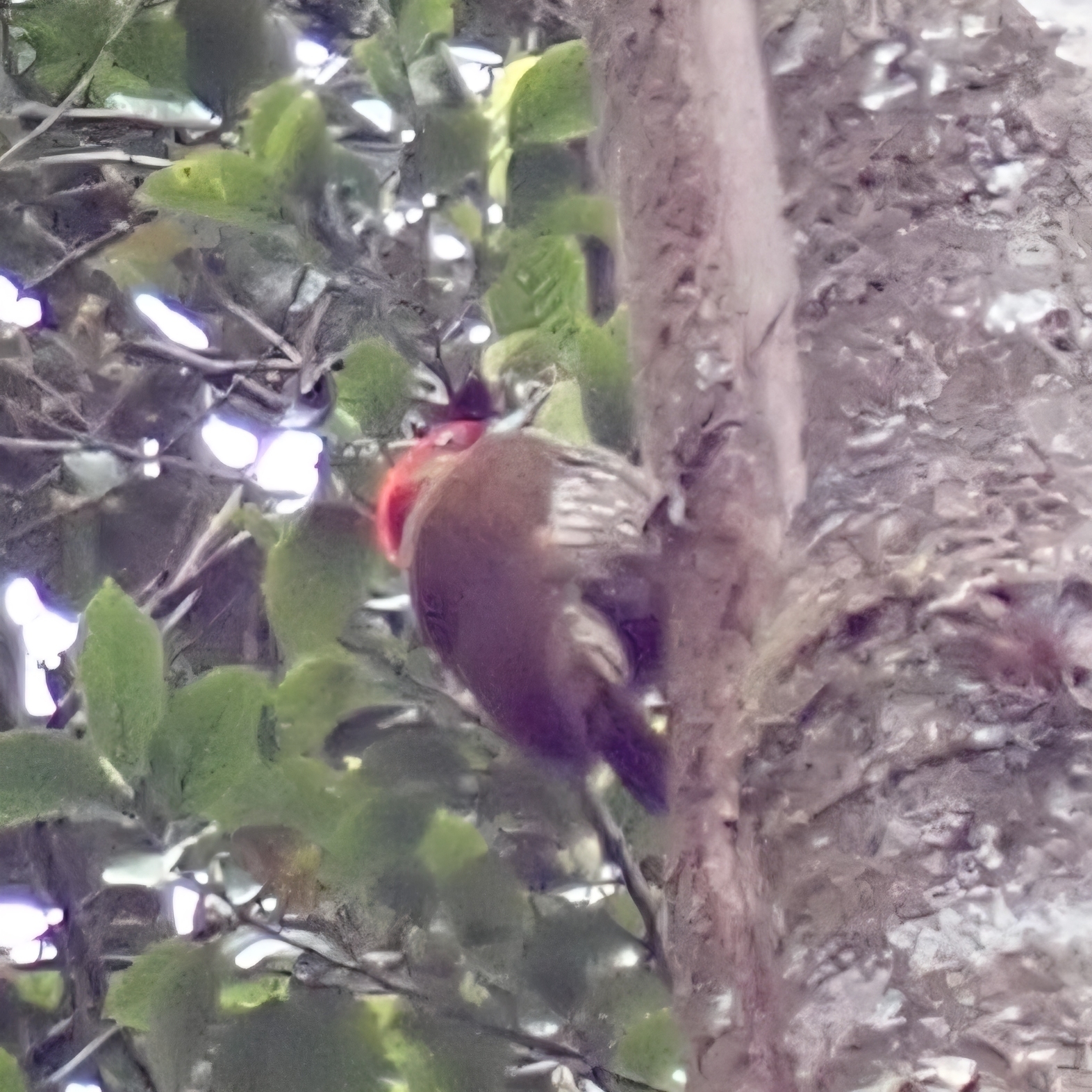 Rufous-winged Woodpecker (Piculus simplex), photo 7
