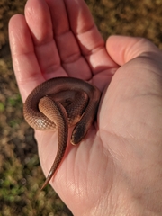 Virginia valeriae elegans