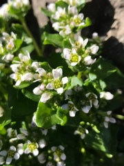 Cochlearia officinalis