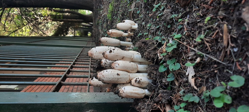 Coprinus comatus · April 2026 · photo: © noeliamedina89 (iNaturalist, cc0)