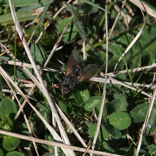 Peleteria meridionalis