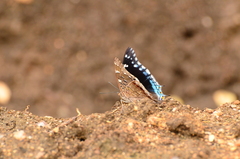Charaxes guderiana guderiana