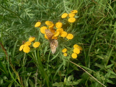 Tanacetum vulgare boreale