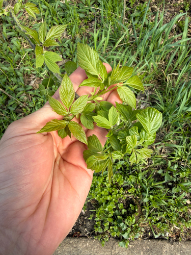 box elder