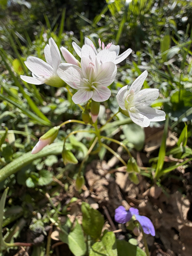 Virginia Springbeauty