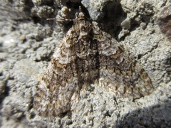Esakiopteryx volitans
