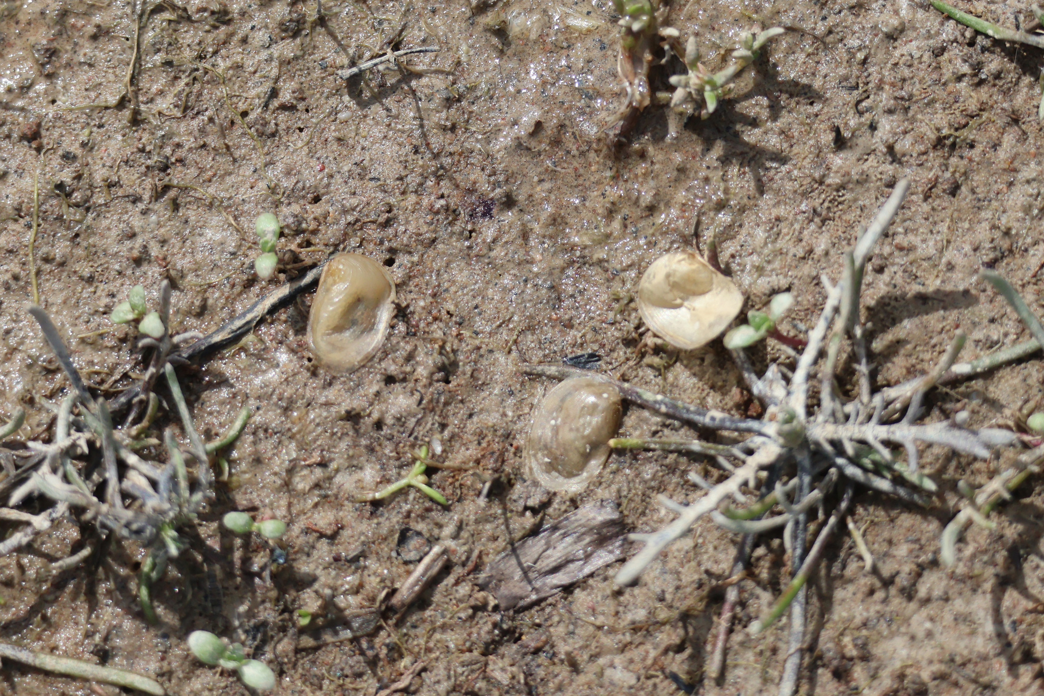 Cyzicus californicus (Packard, 1874)