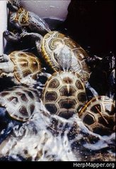 Malaclemys terrapin centrata