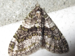 Esakiopteryx volitans