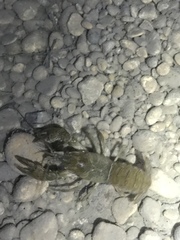 Faxonius occidentalis