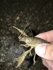 Faxonius occidentalis