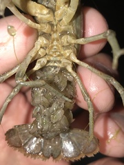 Faxonius occidentalis