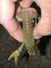 Faxonius occidentalis