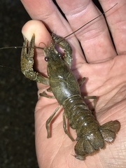 Faxonius occidentalis