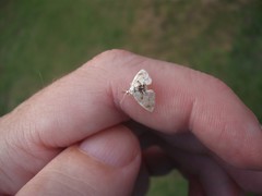Trichophysetis cretacea