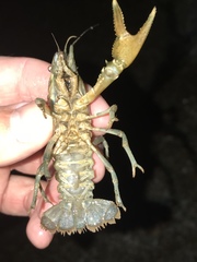 Faxonius occidentalis