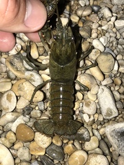 Faxonius occidentalis