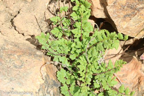 Oeosporangium pteridioides, 2026-03-29