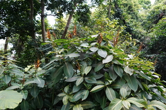 Sanchezia parvibracteata