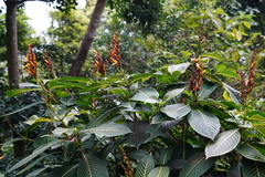 Sanchezia parvibracteata