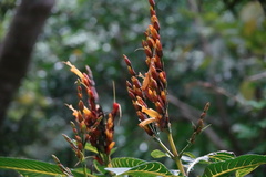 Sanchezia parvibracteata