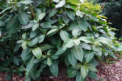 Sanchezia parvibracteata