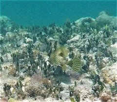Lactophrys bicaudalis
