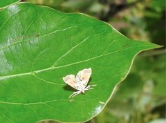 Musotima suffusalis